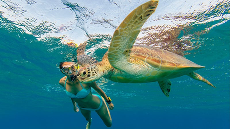 Mujer haciendo snorkel con una tortuga marina en Belice